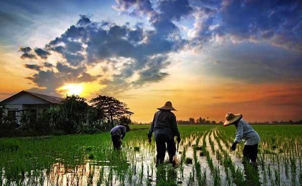 Pendapatan masyarakat gampong bermata pencarian di bidang pertanian karena 80% luas lahan persawahan